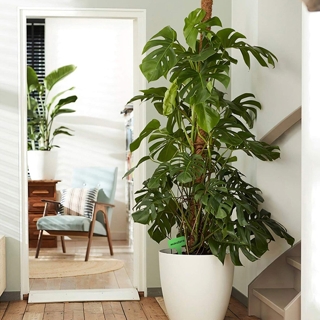 Sonnewelt Plant Stick Coconut Monstera 2 Pieces