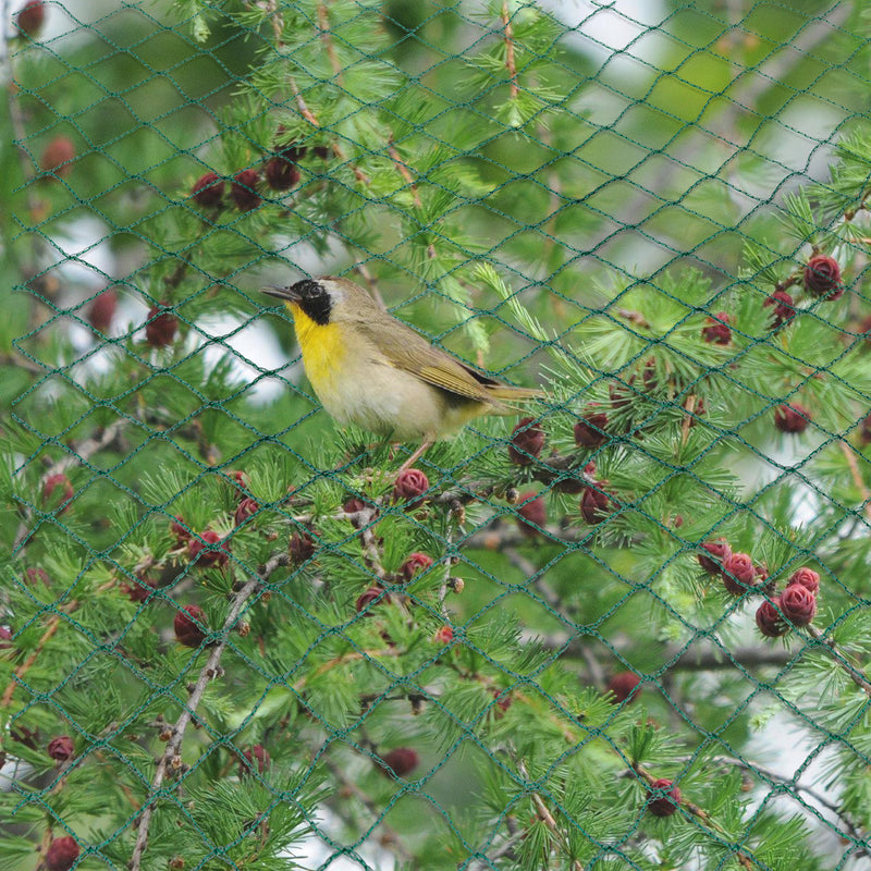 Sonnewelt Teichnetz Vogel Reihernetz