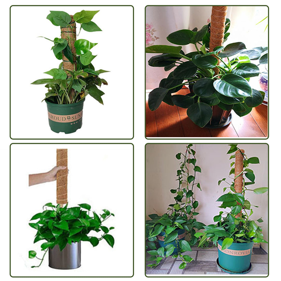 Sonnewelt Plant Stick Coconut Monstera 2 Pieces